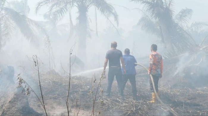 Sekitar 19 hektar lahan perkebunan kelapa sawit terbakar