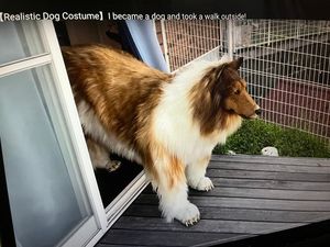 Kacau! Pria Ini Rela Habiskan Rp 200 Juta buat Jadi Anjing