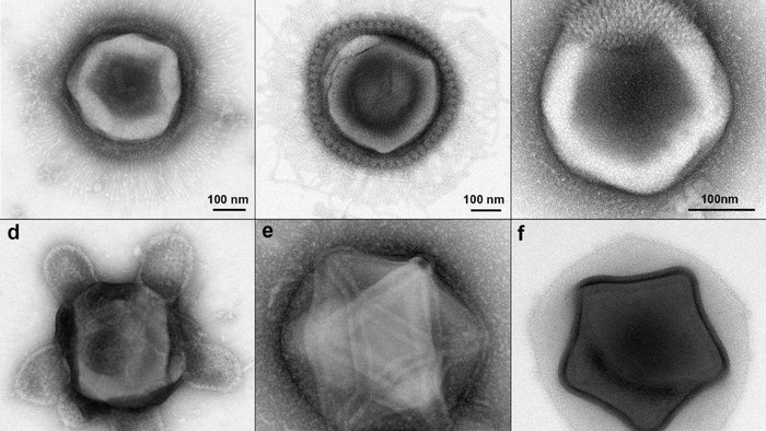 Bikin Geger! Ilmuwan Temukan Virus Raksasa, Sekilas Bentuknya Mirip Alien