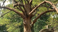 Arya tampak keren ketika menikmati piknik di Kebun Raya Bogor. Ia menggelar tikar dengan beragam makanan di atasnya. Foto: Instagram @aryavasco