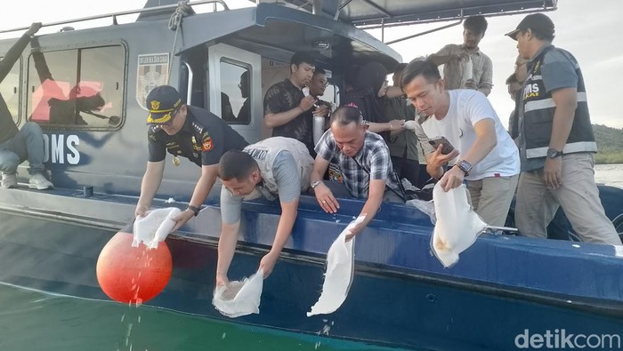 Benih Lobster senilai Rp 5,5 miliar dilepasliarkan di perairan Pulau Ngual, Kota Batam.