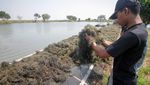 Keren! Budi Daya Rumput Laut Petani Jabon Tembus Pasar Ekspor