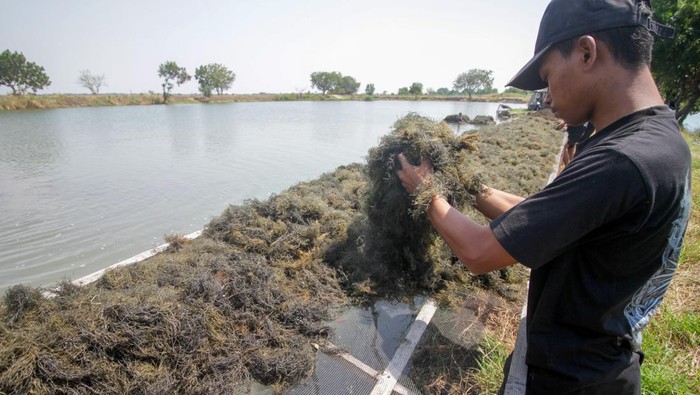 Petani menjemur rumput laut Gracilaria di tambak kawasan Tlocor, Jabon, Sidoarjo, Jawa Timur, Jumat (4/8/2023). Budi daya rumput laut Gracilaria oleh 150 petani di Jabon yang tergabung Koperasi Rumput Laut Agar Makmur Sentosa tersebut memiliki area seluas 1.200 ha dan telah menembus pasar ekspor ke Australia dan China. ANTARA FOTO/Umarul Faruq/rwa.