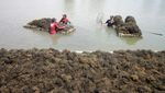 Keren! Budi Daya Rumput Laut Petani Jabon Tembus Pasar Ekspor