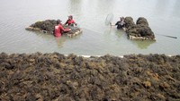Petani memanen rumput laut Gracilaria di tambak kawasan Tlocor, Jabon, Sidoarjo, Jawa Timur, Jumat (4/8/2023).  
