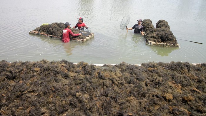 Budi daya rumput laut petani Jabon tembus ekspor Petani menjemur rumput laut Gracilaria di tambak kawasan Tlocor, Jabon, Sidoarjo, Jawa Timur, Jumat (4/8/2023). Budi daya rumput laut Gracilaria oleh 150 petani di Jabon yang tergabung Koperasi Rumput Laut Agar Makmur Sentosa tersebut memiliki area seluas 1.200 ha dan telah menembus pasar ekspor ke Australia dan China. ANTARA FOTO/Umarul Faruq/rwa.