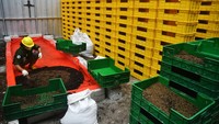 TSI Bogor bekerjasama dengan PT Greenprosa Adikara Nusa (Greenprosa) melakukan daur ulang sampah organik menjadi maggot dengan kapasitas mencapai 1 ton per hari.