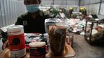 Budi Daya Belatung Bermodal Sampah Bisa Jadi Cuan