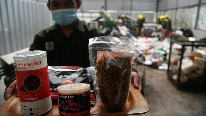 Budidaya maggot di TSI Bogor Pekerja melakukan proses budidaya maggot (larva lalat Black Soldier Fly) di Taman Safari Indonesia (TSI), Cisarua, Kabupaten Bogor, Jawa Barat. Kamis (3/8/2023). TSI Bogor bekerjasama dengan PT Greenprosa Adikara Nusa (Greenprosa) melakukan daur ulang sampah organik menjadi maggot dengan kapasitas mencapai 1 ton per hari sebagai solusi untuk mengurangi sampah sekaligus menghasilkan nilai ekonomi yang tinggi.
