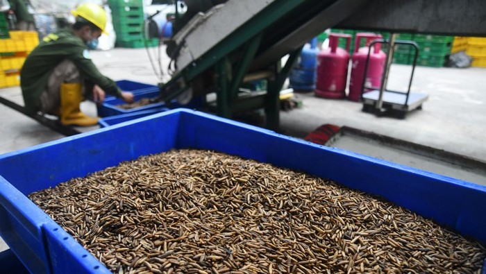 Budidaya maggot di TSI Bogor Pekerja melakukan proses budidaya maggot (larva lalat Black Soldier Fly) di Taman Safari Indonesia (TSI), Cisarua, Kabupaten Bogor, Jawa Barat. Kamis (3/8/2023). TSI Bogor bekerjasama dengan PT Greenprosa Adikara Nusa (Greenprosa) melakukan daur ulang sampah organik menjadi maggot dengan kapasitas mencapai 1 ton per hari sebagai solusi untuk mengurangi sampah sekaligus menghasilkan nilai ekonomi yang tinggi.