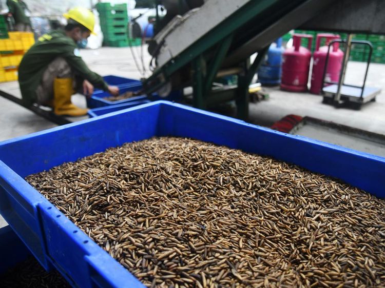 Budi Daya Belatung Bermodal Sampah Bisa Jadi Cuan