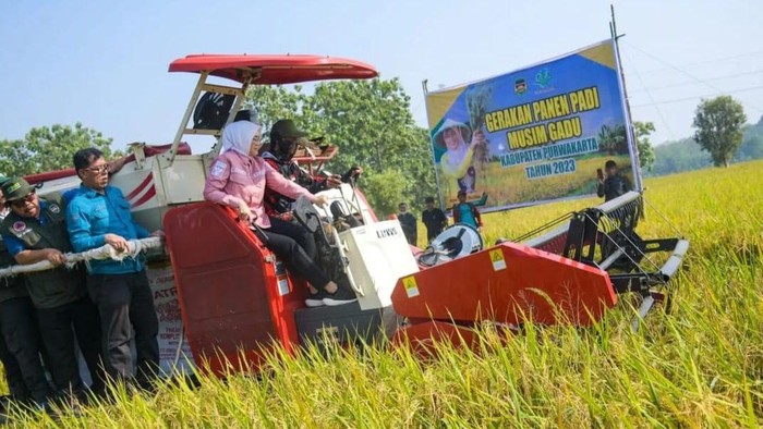 Bupati Purwakarta Anne Ratna Mustika melakukan panen padi di Desa Cisaat.