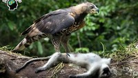 Deretan fakta mencengangkan