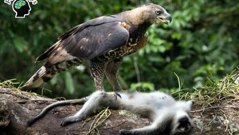 Elang Bermahkota, adalah satu-satunya burung yang dipastikan memandang manusia sebagai mangsa. Foto: Instagram/factologys