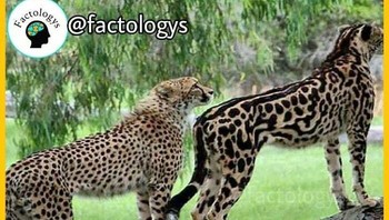 Ini adalah Raja Cheetah (kanan) dI sebelah cheetah biasa (Kiri). Raja cheetah adalah mutasi warna langka. Foto: Instagram/factologys