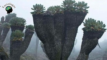 Ini bukan dari set Avatar atau Star Trek, ini adalah tanaman prasejarah aneh setinggi 20 kaki yang dikenal sebagai Giant Groundsel, ditemukan di puncak Gunung Kilimanjaro di Afrika. Foto: Instagram/factologys