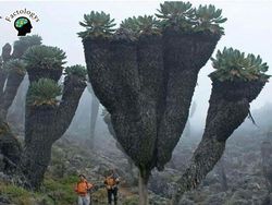 Deretan Fakta  Mencengangkan yang Patut Diketahui