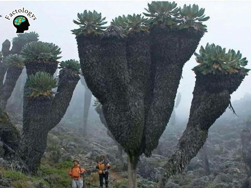 Deretan fakta mencengangkan