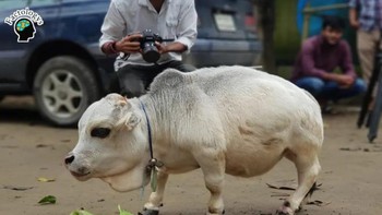 Ini adalah sapi terkecil di dunia, ukurannya hanya 50 cm. Foto: Instagram/factologys