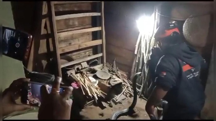 Evakuasi ular king kobra di Trenggalek