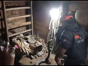 Ngeri! King Cobra 4 Meter Melawan Saat Ditangkap di Dapur Warga Trenggalek