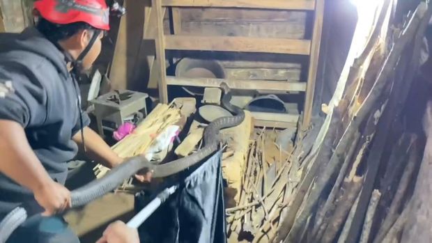 Evakuasi ular king kobra di Trenggalek