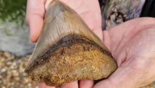 Gigi Megalodon