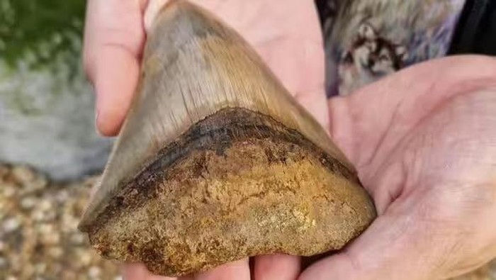 Gigi Megalodon