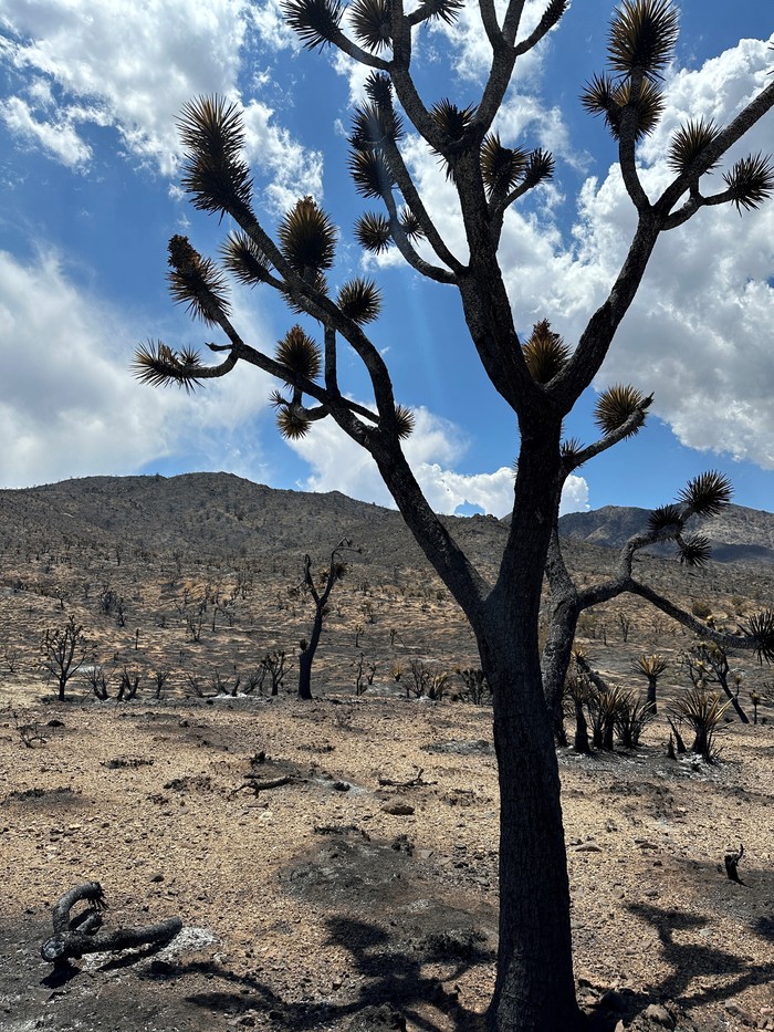 Kebakaran Hutan Merusak Tanaman Langka di Gurun Mojave AS A general view of Mojave National Preserve where York Fire burned charring acres of iconic Joshua Trees, California, U.S. August 2, 2023. REUTERS/Jorge Garcia