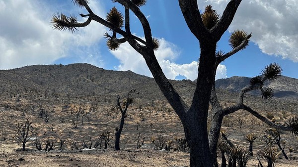 Kebakaran Hutan Merusak Tanaman Langka di Gurun Mojave AS