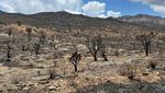 Kebakaran Hutan Merusak Tanaman Langka di Gurun Mojave AS