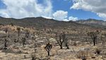 Kebakaran Hutan Merusak Tanaman Langka di Gurun Mojave AS