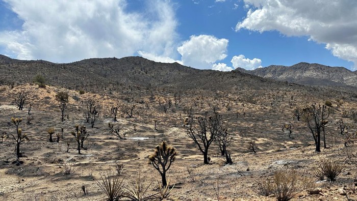 A general view of Mojave National Preserve where York Fire burned charring acres of iconic Joshua Trees, California, U.S. August 2, 2023. REUTERS/Jorge Garcia