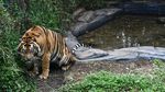 Melihat Harimau Sumatera di Pusat Penangkaran TSI Bogor