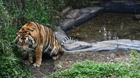 Pusat penangkaran tersebut memiliki 11 ekor harimau Sumatera yang merupakan hasil penyelamatan akibat konflik dengan manusia maupun hasil penangkaran di TSI Bogor. 
