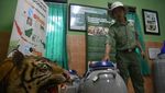 Melihat Harimau Sumatera di Pusat Penangkaran TSI Bogor