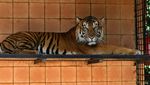 Melihat Harimau Sumatera di Pusat Penangkaran TSI Bogor