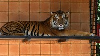 Seekor harimau Sumatera (panthera tigris sumatrae) berada di dalam kandang pusat penangkaran harimau Sumatera di Taman Safari Indonesia (TSI), Cisarua, Kabupaten Bogor, Jawa Barat, Kamis (3/8/2023). 