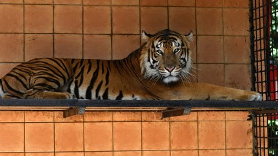 Melihat Harimau Sumatera di Pusat Penangkaran TSI Bogor