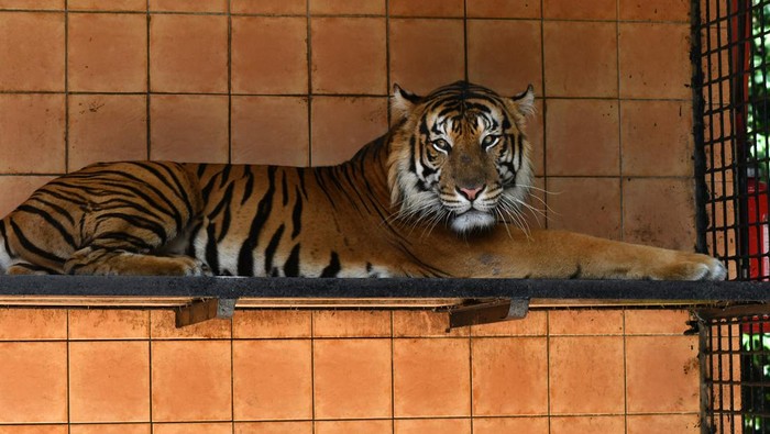 Seekor harimau Sumatera (Panthera tigris sumatrae) berada didalam kandang pusat penangkaran harimau Sumatera di Taman Safari Indonesia (TSI), Cisarua, Kabupaten Bogor, Jawa Barat, Kamis (3/8/2023). Pusat penangkaran tersebut memiliki 11 ekor harimau Sumatera yang merupakan hasil penyelamatan akibat konflik dengan manusia maupun hasil penangkaran di TSI Bogor. ANTARA FOTO/Arif Firmansyah/tom.
