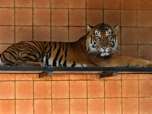 Macan Tutul Predator Terbesar di Jawa? Masih Ada Harimau di Petungkriyono