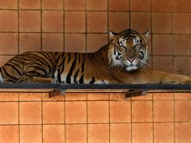 Macan Tutul Predator Terbesar di Jawa? Masih Ada Harimau di Petungkriyono