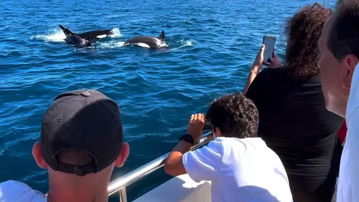 Orca menyerang kapal kecil