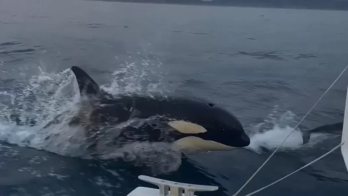 Orca menyerang kapal kecil