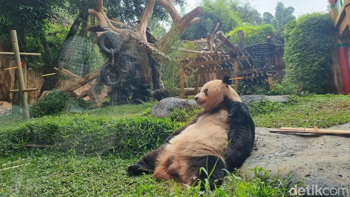 Panda Cai Tao di Taman Safari Cisarua, Indonesia