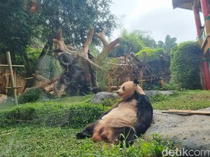 Taman Safari Bayar Miliaran ke China untuk Rawat Panda
