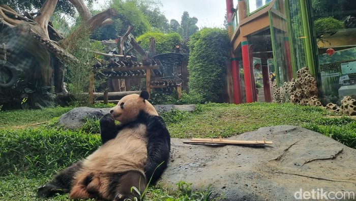 Panda Cai Tao di Taman Safari Cisarua, Indonesia