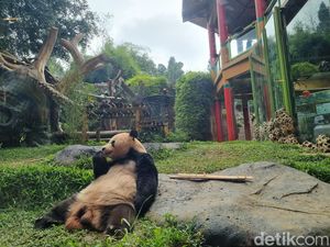 Panda Taman Safari Ultah Weekend Ini! Mau Lihat Perayaannya?