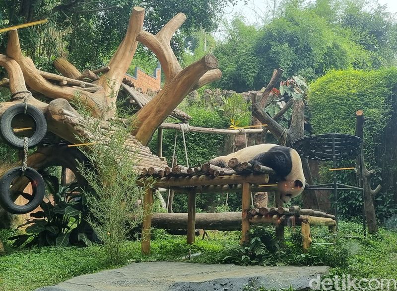 Panda di Taman Safari Indonesia.