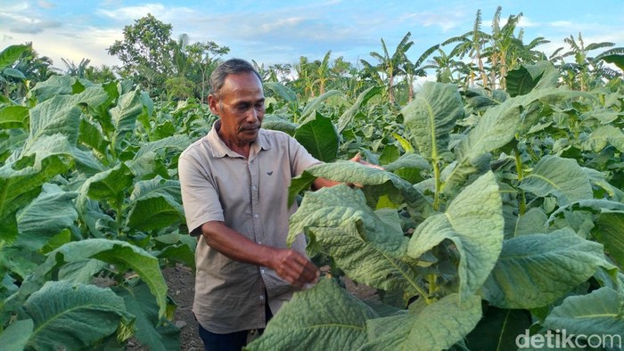 Petani tembakau di Aceh Besar.
